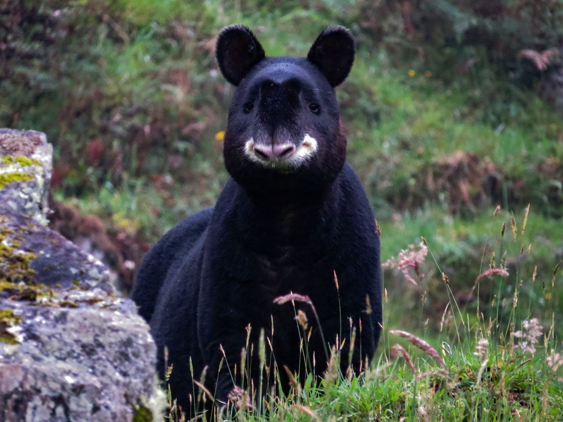MONTES-ANDINOS-ANIMAL-SALVAJE