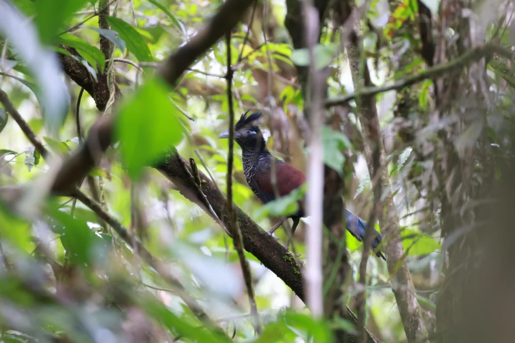Birding tours