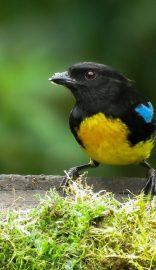 MONTES-ANDINOS-BIRD-COLOMBIA-9