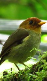 MONTES-ANDINOS-BIRD-COLOMBIA-6