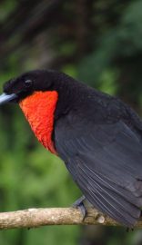 MONTES-ANDINOS-BIRDING-5